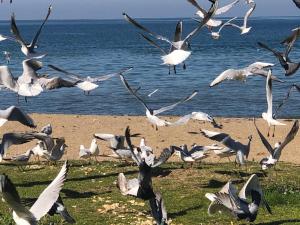 亚洛瓦Yalova_Merkez的一群鸟飞过海滩