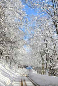 斯塔纳德瓦勒Hotel Iadolina的雪覆盖 雪覆盖的树木道路