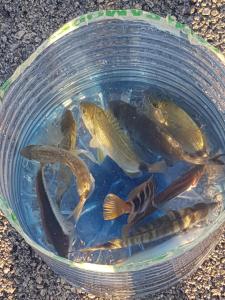 马里伊兹Holiday home Salvia的一大碗水里的鱼