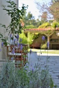 奥马斯帕纳吉亚斯The Archontariki的一座花园,在房子前面种有紫色的花朵