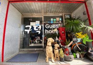 西归浦市古多克旅馆的两只狗站在商店外面