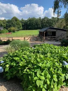 洪德洛Bed and Breakfast De Paalberg的一座建筑背景的植物区