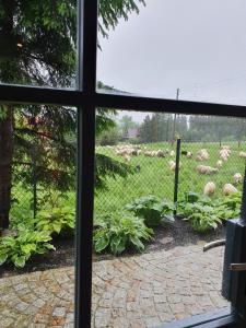 扎科帕内Pokoje na Buńdówkach的从羊群的窗户上看