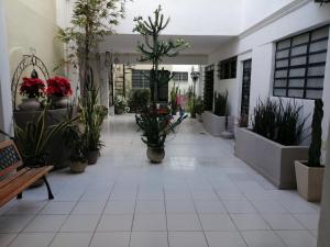 梅里达MI CA-SA EN MÉRIDA的建筑里布满盆栽的走廊
