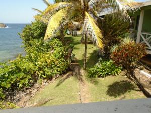 Crochu卡比尔海洋小屋宾馆的棕榈树坐在海边的房子旁边