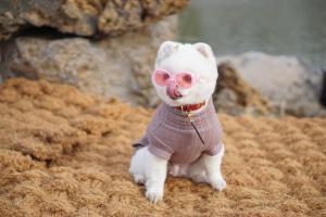 济州市Hi Jeju Hotel的一只戴粉色眼镜和毛衣的白色猫