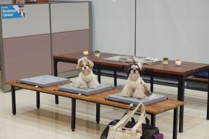济州市Hi Jeju Hotel的两只狗坐在桌子上的雕像