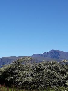 卡夫尔高原chalet volcan的前沿的树,背景是山