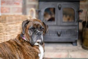 绍斯沃尔德Manor Lodge, Walberswick (Air Manage Suffolk)的一只棕色的狗坐在炉子前