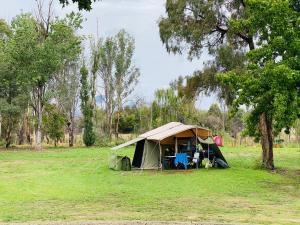 CorryongMt Mittamatite Caravan Park的田野中间的帐篷