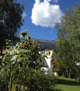 罗韦雷托Casa Betulla的享有带向日葵的房子的景色