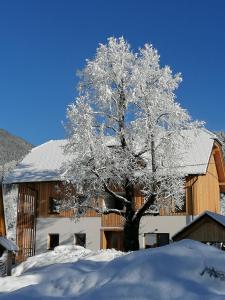 克拉尼斯卡戈拉Apartments Gorski raj的建筑物前的雪覆盖的树