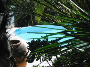 圣马克西姆罗特鲁斯酒店的棕榈树蓝色的游泳池
