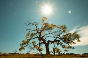塞拉内格拉大峡谷庄园酒店的天空中阳光灿烂的田野中的树