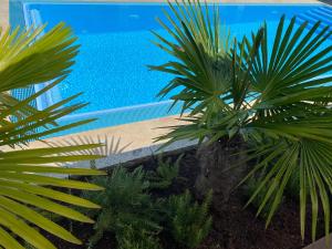 鲁斯特AVALON ideal gelegen zwischen Europapark und Rulantica的两棵棕榈树,在游泳池前