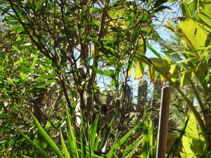 Acacia sul mare平面图