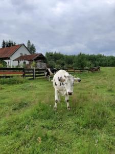 JabłonowoJabłkowo- gospodarstwo agroturystyczne na skraju Puszczy Boreckiej的站在草地上的牛