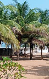 大巴萨姆L'elephant blanc的沙滩上的棕榈树