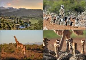 奥茨胡恩伯尔路达农庄及小屋酒店的四张动物照片和长颈鹿