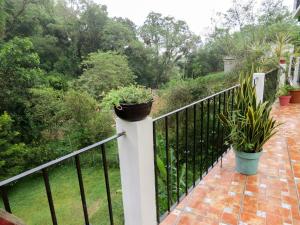 希利特拉Casa Verde Xilitla By Rotamundos的 ⁇ 上种有盆栽植物的阳台