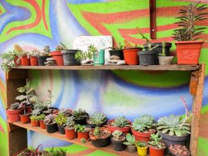 希利特拉Casa Verde Xilitla By Rotamundos的墙上架子上一堆盆栽植物