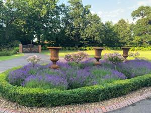 吉尔福德Whitmoor Farm & Spa的中间种有紫色花和花瓶的花园