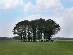 UlicotenTranquil Farmhouse near Forest in Ulicoten with Terrace的一群动物在一棵大树的田野里放牧