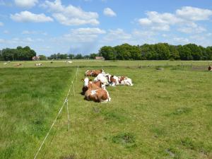 哈克斯卑尔根Pretty Farmhouse in Haaksbergen near Forest的一群牛躺在草地上