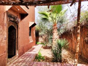拉拉塔可库斯特Dar Boumida的棕榈树建筑的外部景色