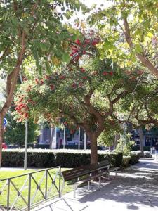 雷乌斯PETITE CHAMBRE D'HÔTES LITS SUPERPOSES avec SALLE DE BAINS PRIVEE CHEZ CATHERINE A REUS的公园长凳,坐在树下,开满红花