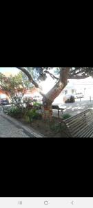 奎特里拉Guest House Pacifica的长凳旁公园里的树