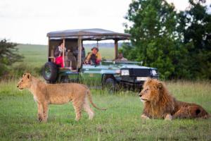 NgomaNahubwe Safari Lodge的两只狮子站在草上,游猎