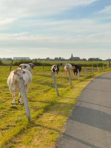 米德尔克尔克Gastenverblijf Hof Moye Tyt的一群牛在路边的田野里放牧