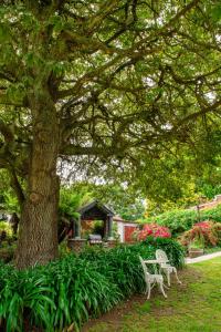 温耶德亚历山大住宿加早餐旅馆的树下有一棵树和两把白色椅子