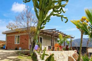 瓜达鲁佩镇Rancho Matalote en Valle de Guadalupe的前面有仙人掌的房子