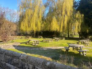 阿什伯恩The Royal Oak的公园里一棵树上的野餐桌