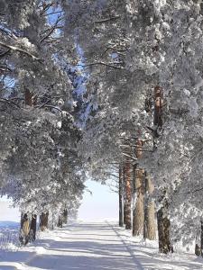 NivalaJokihovi的雪覆盖 绿树成荫的道路,有雪覆盖的树木