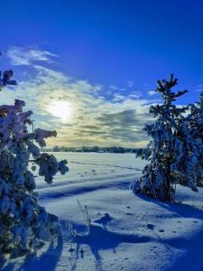 NivalaJokihovi的一片雪地,两棵树和太阳