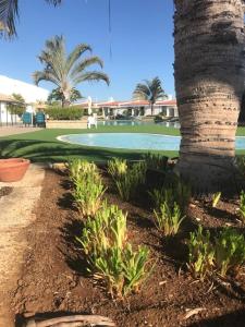 阿德耶WiFi Costa Adeje的高尔夫球场旁的棕榈树