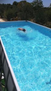 莱乌卡Appartamenti Maraneddhe的在大型游泳池游泳的海豚