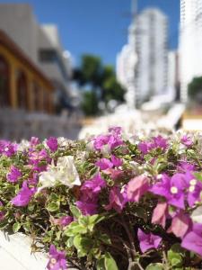 卡塔赫纳圣马丁卡塔赫纳酒店的种植园里一束紫白色的花