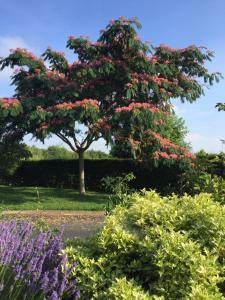 奥尔瓦勒Fasthotel Saint-Amand-Montrond Orval的花园里一棵种有粉红色花的树