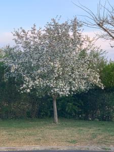 奥尔瓦勒Fasthotel Saint-Amand-Montrond Orval的田野上一棵花白的树