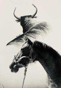 圣马迪拉莫Gîtes Equestres Lou Caloun - Les Saintes Maries de la Mer的头上有角的马