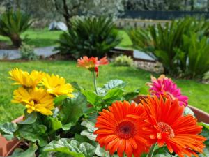 罗马Il Casale nel Parco Guesthouse的花园里的一群五颜六色的花朵