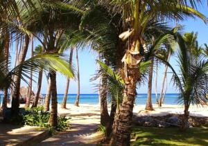 蓬塔卡纳BAVARO PUNTA CANA Apartamento con Piscina的海滩上一棵棕榈树和大海