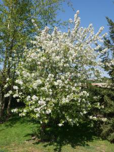 LeubringhenOpale des Caps的院子里白花开花的花树