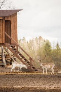 KurkliaiArčiau gamtos Anykščiai的两只鹿在小屋前行走