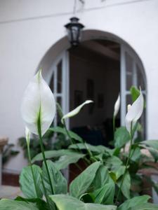 瓜纳华托Alonso53的镜子前的白色花朵