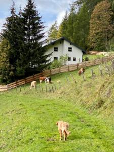 KrakaudorfBei Annelie的一群牛站在田野里的狗
